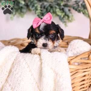 Meadow (House training), Mini Bernedoodle Puppy